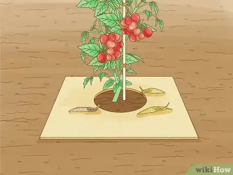 Imagen titulada Grow a Tomato Plant Step 23