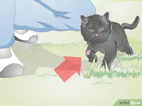 Imagen titulada Take Care of a Kitten with a Broken Leg Step 1