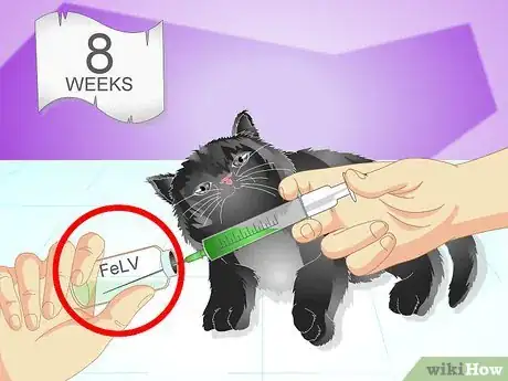 Imagen titulada Vaccinate a Kitten Step 4