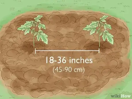 Imagen titulada Grow a Tomato Plant Step 10