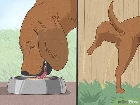 Imagen titulada Stop a Dog from Pawing Step 8