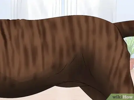 Imagen titulada Identify a Mastiff Step 7