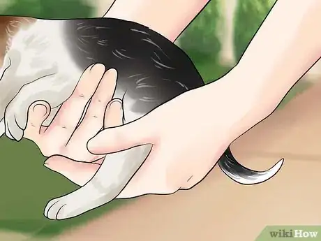 Imagen titulada Pick Up a Puppy Step 2
