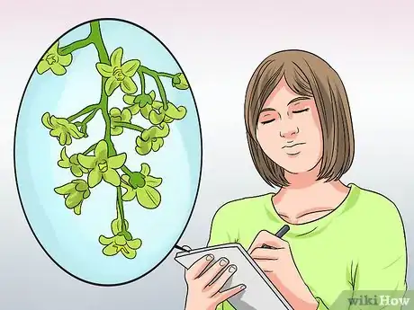 Imagen titulada Identify Poison Oak Step 6
