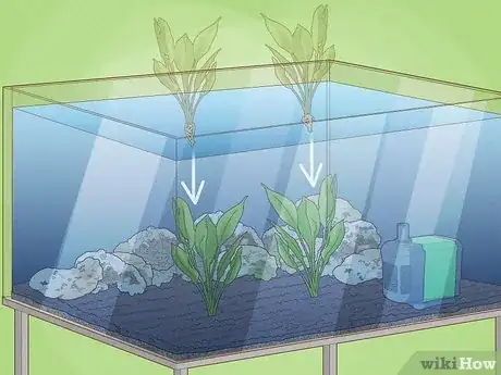 Imagen titulada Plant an Amazon Sword Plant Step 5
