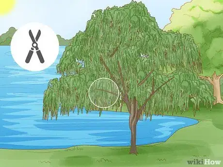 Imagen titulada Plant Weeping Willow Trees Step 13