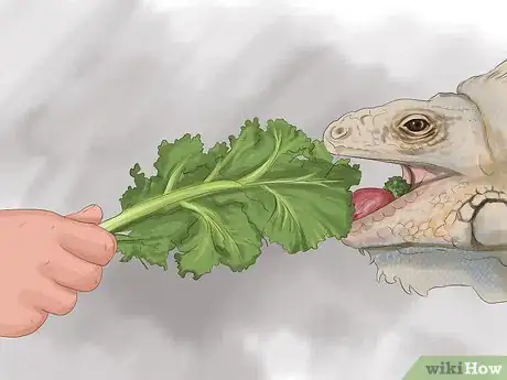 Imagen titulada Treat Reptiles for Vitamin A Deficiency Step 2