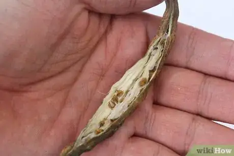 Imagen titulada Dry Okra Seeds Step 12