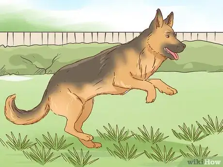Imagen titulada Identify a German Shepherd Step 12
