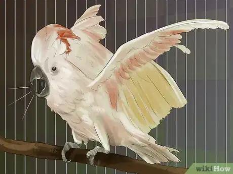 Imagen titulada Live With a Moluccan Cockatoo Step 9