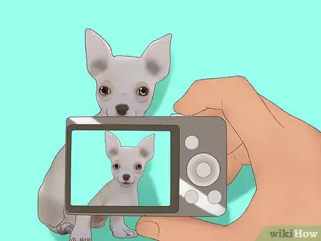 Imagen titulada Spoil a Chihuahua Step 3