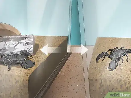 Imagen titulada Care for Emperor Scorpions Step 13