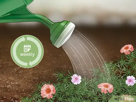 Imagen titulada Grow Moss Rose Step 18