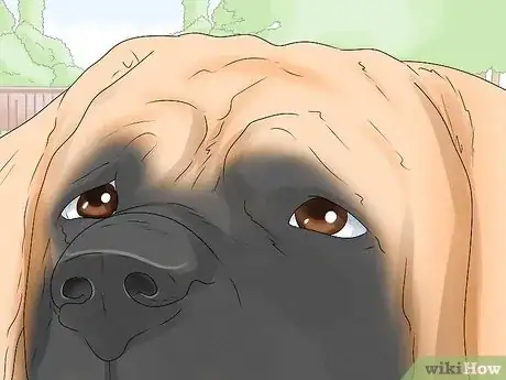 Imagen titulada Identify a Mastiff Step 4