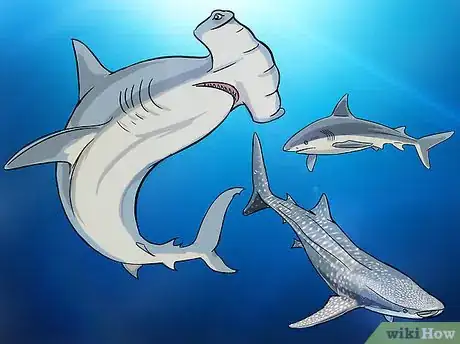 Imagen titulada Fish for Shark Step 3
