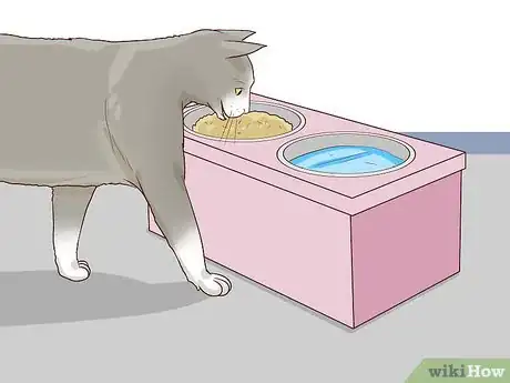 Imagen titulada Deal with a Paralyzed Cat Step 4