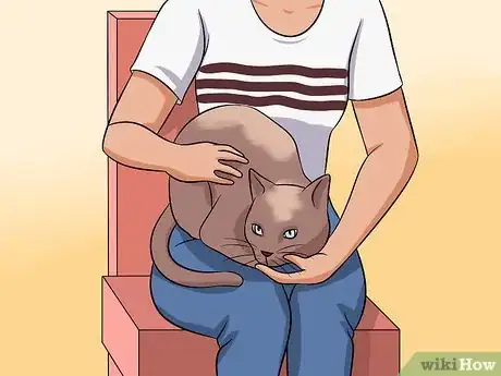 Imagen titulada Diagnose Eyelid Conditions in Cats Step 2