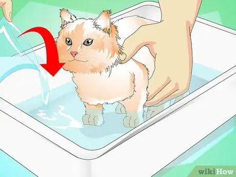 Imagen titulada Give a Kitten a Bath Step 4