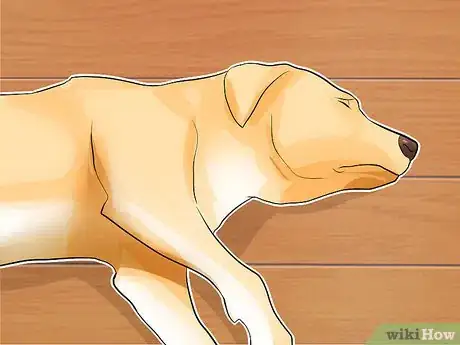 Imagen titulada Diagnose Whipworms in Dogs Step 2