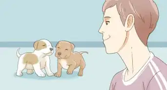 cuidar un cachorro pitbull