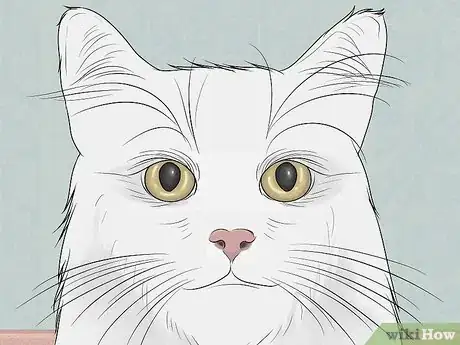 Imagen titulada Identify a Turkish Van Step 6