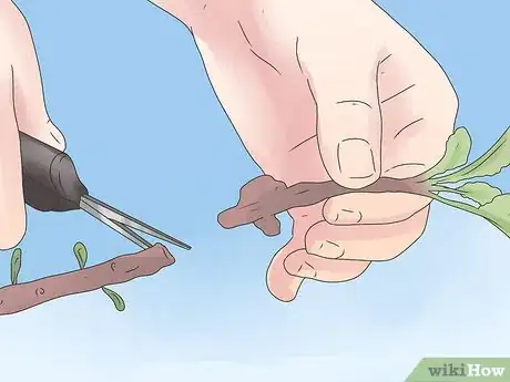 Imagen titulada Control Cutworms Step 5