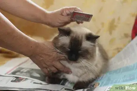 Imagen titulada Help a Sick Cat Step 2