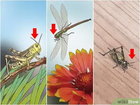 Imagen titulada Identify an Insect Step 5