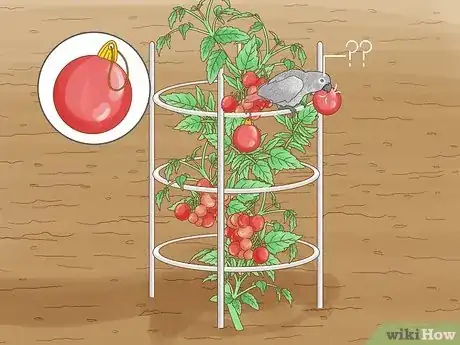 Imagen titulada Grow a Tomato Plant Step 21