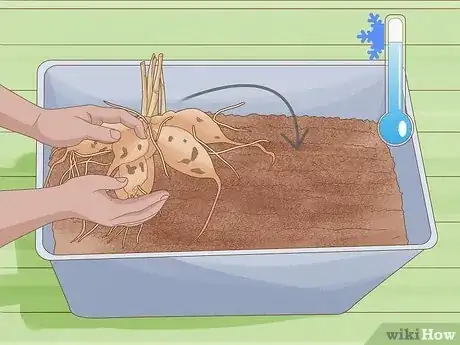Imagen titulada Overwinter Dahlias Step 10