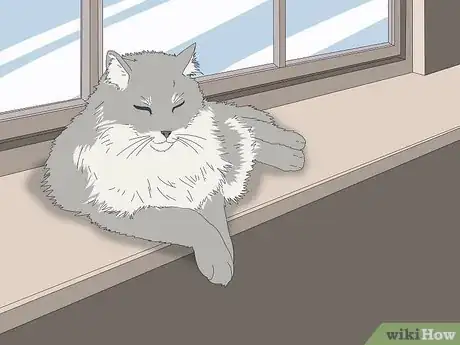 Imagen titulada Identify a Norwegian Forest Cat Step 8