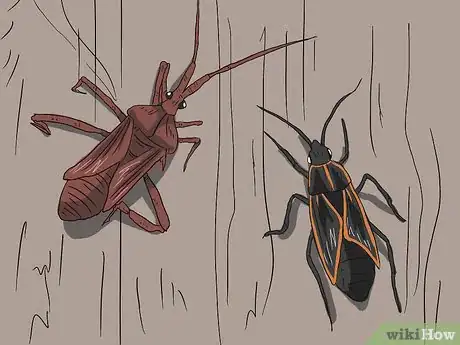 Imagen titulada Do Pest Control With a Vacuum Cleaner Step 8Bullet2