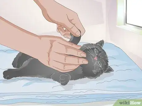 Imagen titulada Take Care of a Kitten with a Broken Leg Step 13