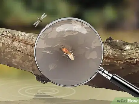 Imagen titulada Identify an Insect Step 1