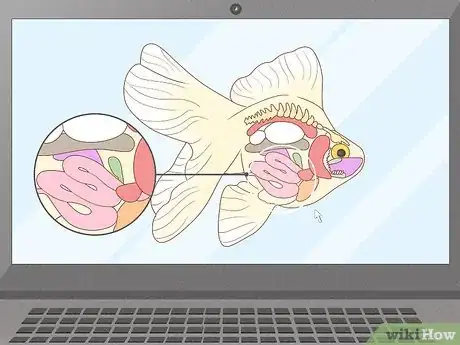 Imagen titulada Feed Goldfish Step 11
