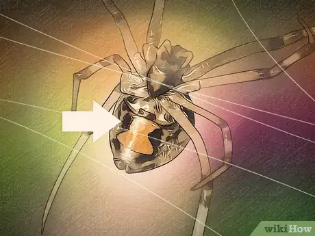 Imagen titulada Identify a Brown Widow Spider Step 2