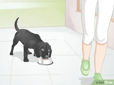 Imagen titulada Create a Feeding Routine for Your Dog Step 6