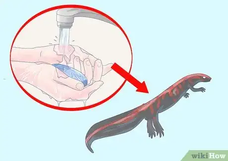Imagen titulada Care for an Aquatic Newt Step 4