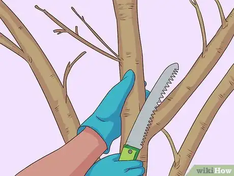 Imagen titulada Prune a Pear Tree Step 7