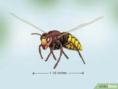 Imagen titulada Identify Wasps Step 5