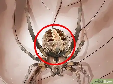 Imagen titulada Identify a Barn Spider Step 4