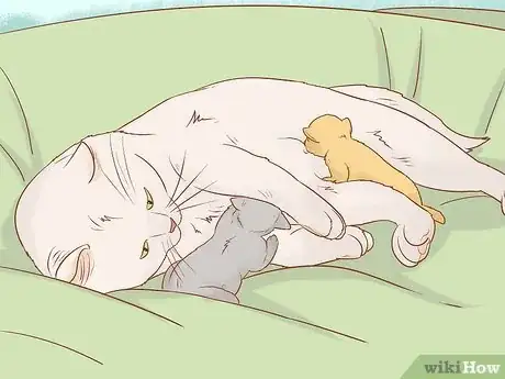 Imagen titulada Tell if a Cat Still Has Kittens Inside Step 11