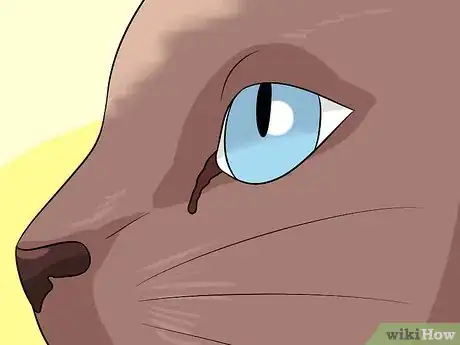 Imagen titulada Diagnose Eyelid Conditions in Cats Step 6