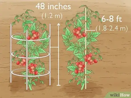 Imagen titulada Grow a Tomato Plant Step 12