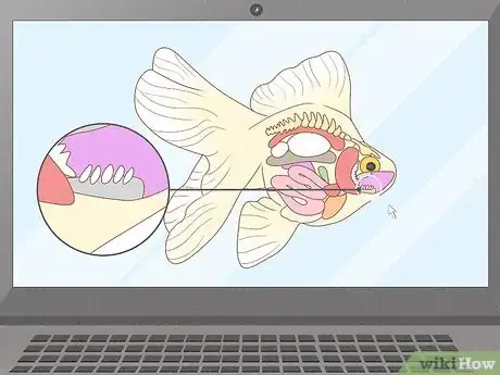 Imagen titulada Feed Goldfish Step 10
