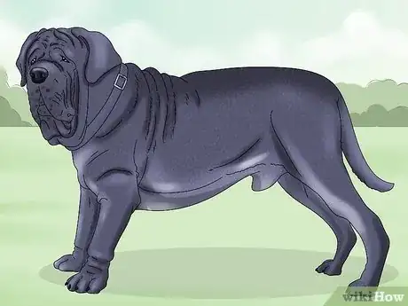 Imagen titulada Identify a Neapolitan Mastiff Step 8