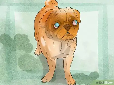 Imagen titulada Treat Eye Problems in Pugs Step 16