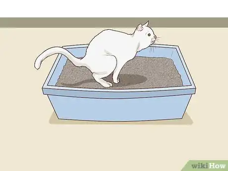 Imagen titulada Deal with a Paralyzed Cat Step 3
