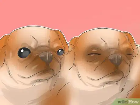 Imagen titulada Treat Eye Problems in Pugs Step 13
