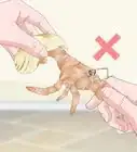 jugar con tu cangrejo ermitaño